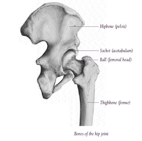 Hip Anatomy, Pictures, Function, Problems & Treatment