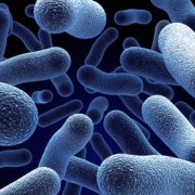 Pneumonia (Bacterial)