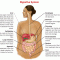 Anatomy and Function of the Digestive System