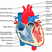 Heart Failure Guide