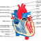 Heart Failure Guide