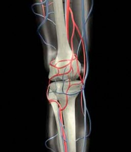 Knee arteries and veins Knee arteries and veins