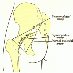 Distribution of the Sciatic Nerve