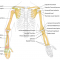 Skeletal System: Bones, Joints, Cartilage, Ligaments, Bursae