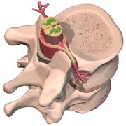 Spinal Nerves