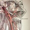 Carotid Artery Disease, Endarterectomy and Stenting