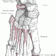 Anatomy of the Foot and Ankle & Common Problems