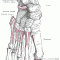 Anatomy of the Foot and Ankle & Common Problems