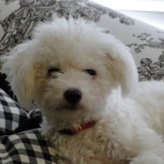 Is It OK For A Dog to Eat Chocolate?