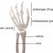 Anatomy of the Hand and Wrist