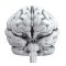 Brain Anatomy and Function