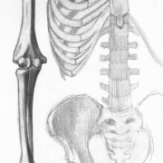 Bones and Joints of the Arm