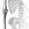 Bones and Joints of the Arm