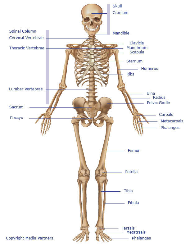 Skeletal System Skeleton Diagram Labeled