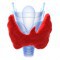 Endocrine System Glands and Hormones