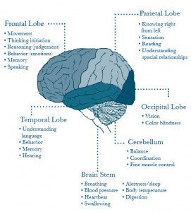 Brain Areas: frontal, parietal, temporal, occipital, cerebellum, stem