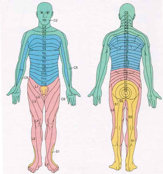Spinal Cord Anatomy Nerves Impulses Fluid Vertebrae Dermatomes Spinal Cord Anatomy Nerves Impulses Fluid Vertebrae Dermatomes