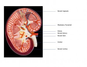 kidney renal nephron pyramids